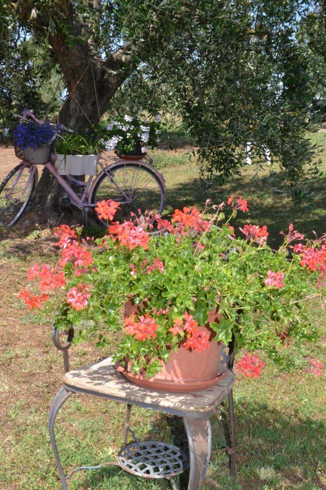 Hotel La Mimosa Bolgheri Zewnętrze zdjęcie