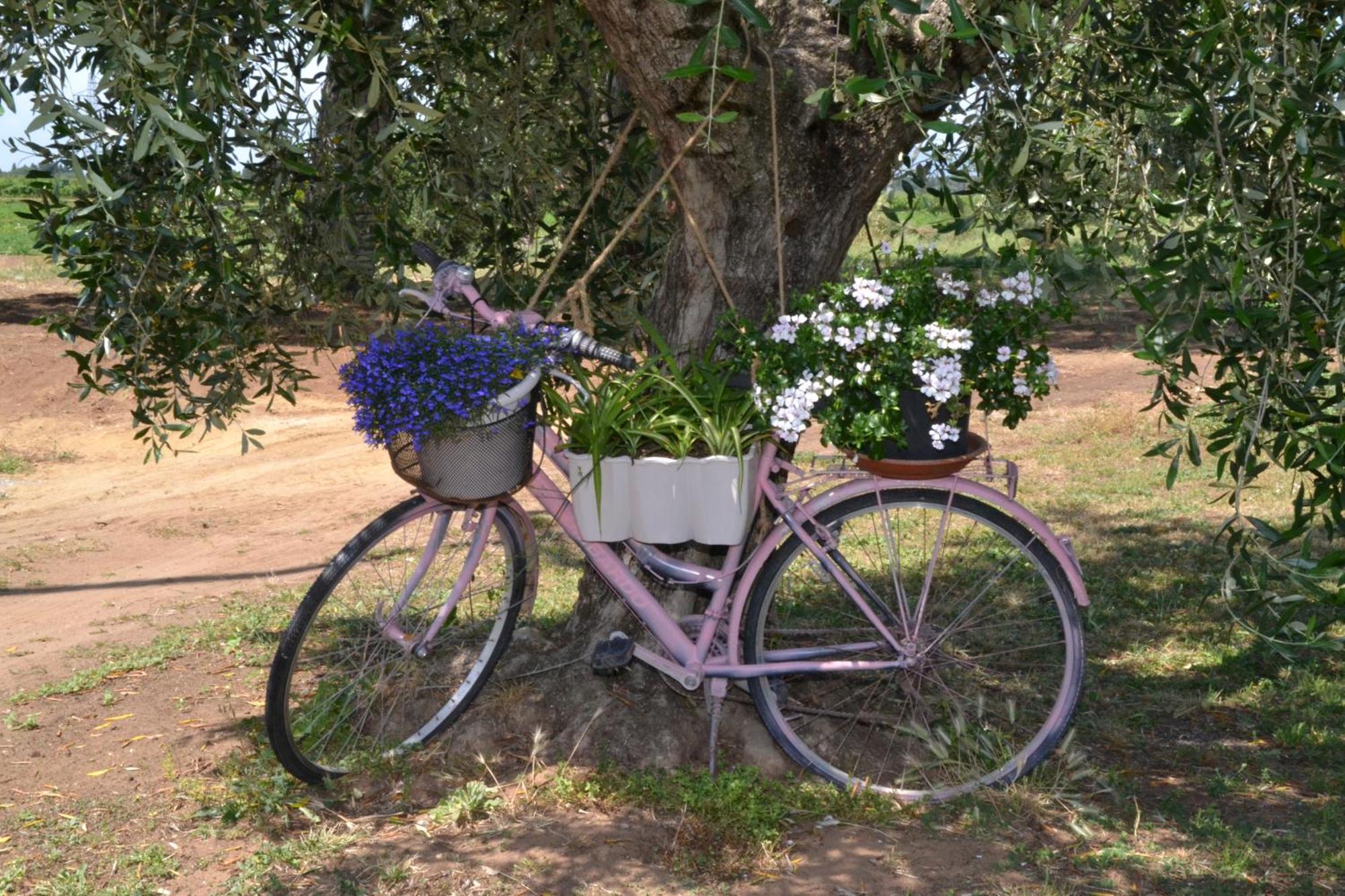 Hotel La Mimosa Bolgheri Zewnętrze zdjęcie